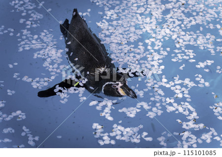 桜の花びらと泳ぐペンギン 115101085