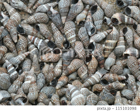 海岸で群生するウミニナの写真 115101098