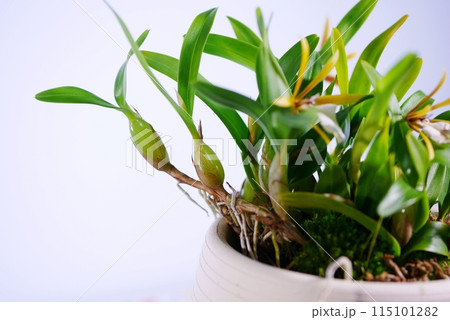 ディネマ・ポリブルボン20240203 ディネマ・ポリブルボン20240203 115101282