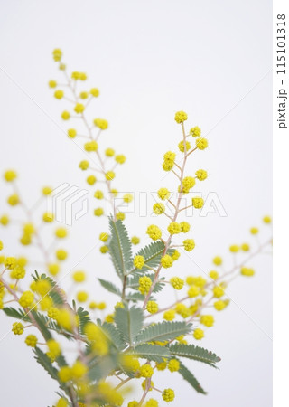 ミモザの蕾20240201 ミモザの蕾20240201 115101318