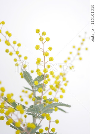 ミモザの蕾20240202 ミモザの蕾20240202 115101319