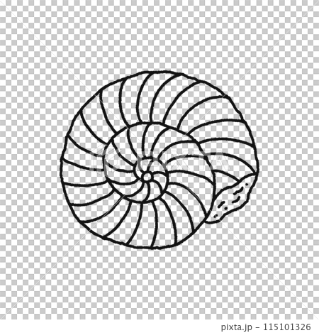 菊石圖 菊石/化石-插圖素材[115101327] - PIXTA圖庫