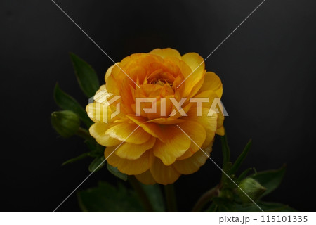 ラナンキュラスラックスの花202402 115101335