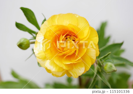 ラナンキュラスラックスの花20240206 ラナンキュラスラックスの花20240206 115101336