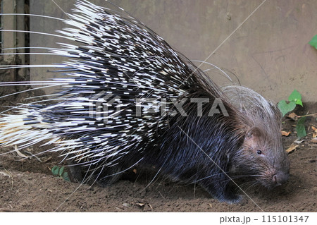 ヤマアラシ 115101347