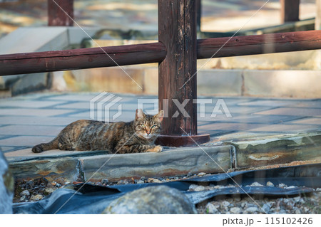 Portrait tabby brown cat at Hell valley Jigoku, Mount Unzen onsen Portrait tabby brown cat at Hell valley Jigoku, Mount Unzen onsen 115102426