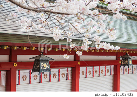 Yutoku Inari Shrine at spring with cherry blossom in spring, Kashima Yutoku Inari Shrine at spring with cherry blossom in spring, Kashima 115102432