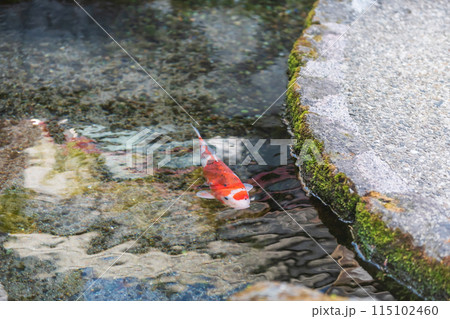 One carp fish swim along water passage of roadside, Shimabara One carp fish swim along water passage of roadside, Shimabara 115102460
