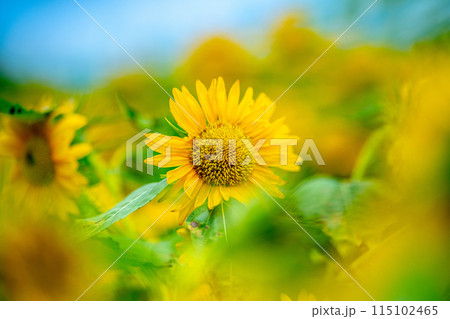 向日葵 向日葵 115102465