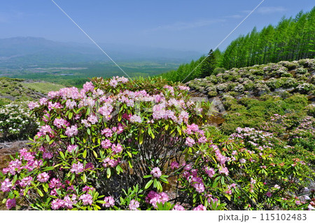 春の妻恋村 浅間高原シャクナゲ園から霞む浅間山方面を望む 115102483