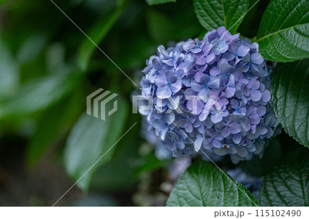 紫陽花 紫陽花 115102490