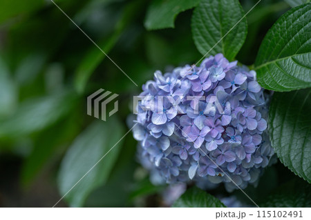 紫陽花 紫陽花 115102491