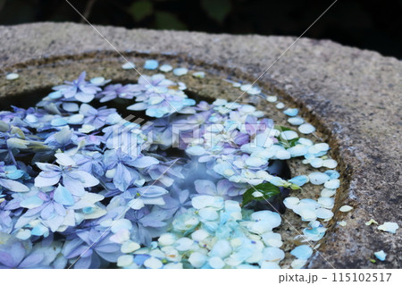 水に浮かぶ紫陽花 115102517