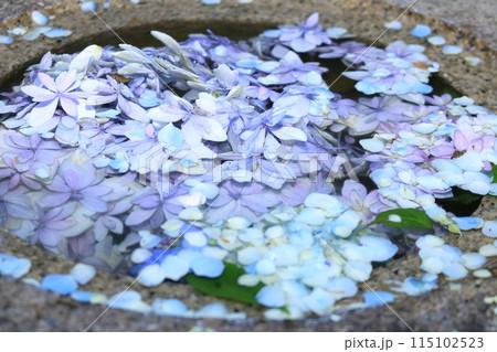 水に浮かぶ紫陽花 水に浮かぶ紫陽花 115102523