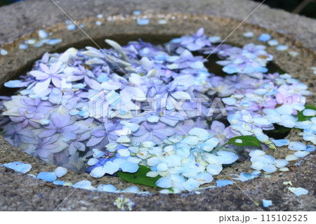 水に浮かぶ紫陽花 水に浮かぶ紫陽花 115102525