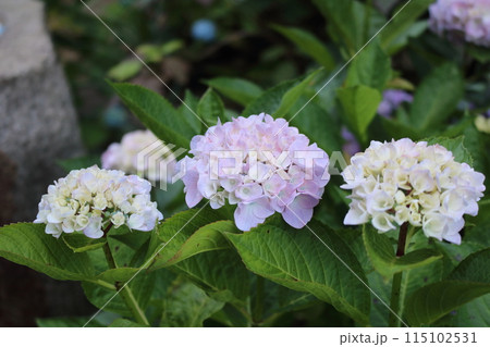 白い紫陽花 白い紫陽花 115102531