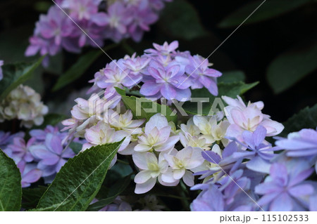 梅雨時を彩るあじさい 115102533