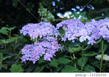 梅雨の晴れ間に咲く紫陽花 115102534