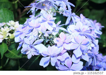 薄紫色の紫陽花 115102537