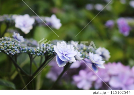 梅雨時を彩るあじさい 115102544