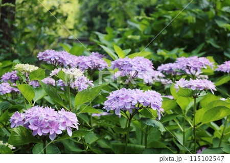 梅雨の晴れ間の日差しに輝く紫陽花 115102547