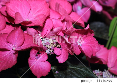 梅雨時を彩るあじさい 梅雨時を彩るあじさい 115102551