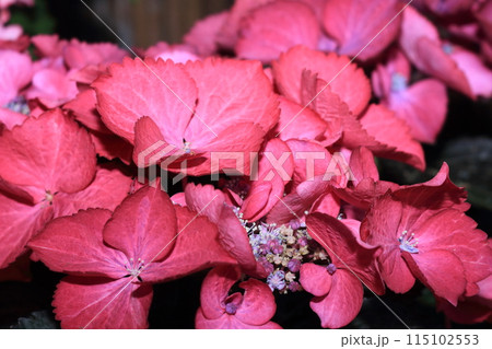 梅雨時を彩るあじさい 梅雨時を彩るあじさい 115102553