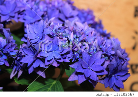 梅雨時を彩るあじさい 梅雨時を彩るあじさい 115102567