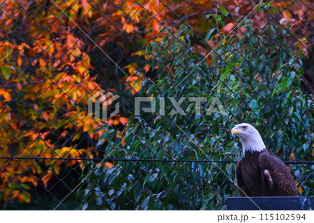 秋の愛知県東山動植物園のハクトウワシ 115102594