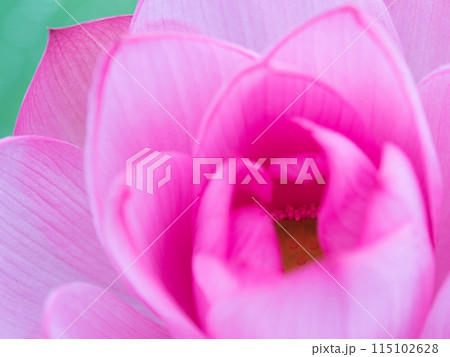 蓮の花びら 115102628