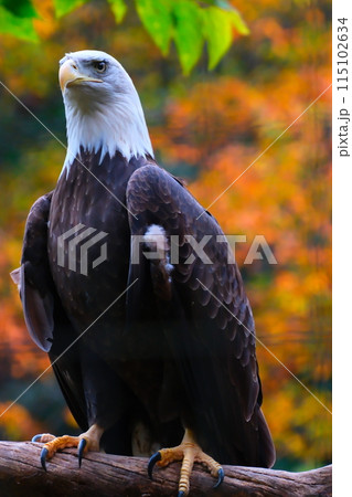 秋の愛知県東山動植物園のハクトウワシ 115102634