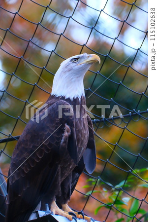 秋の愛知県東山動植物園のハクトウワシ 115102638
