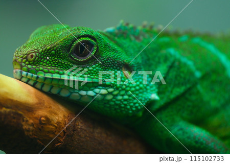 秋の愛知県東山動植物園のイグアナ 115102733