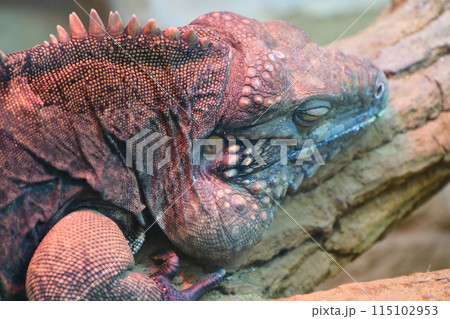 秋の愛知県東山動植物園のイグアナ 115102953