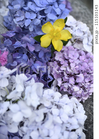 紫陽花が咲く頃の桂昌寺 115103143