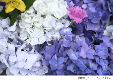 紫陽花が咲く頃の桂昌寺 115103145