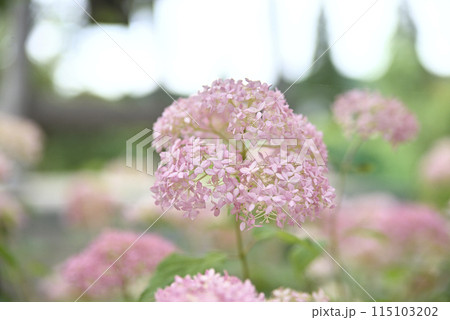 紫陽花が咲く頃の桂昌寺 紫陽花が咲く頃の桂昌寺 115103202