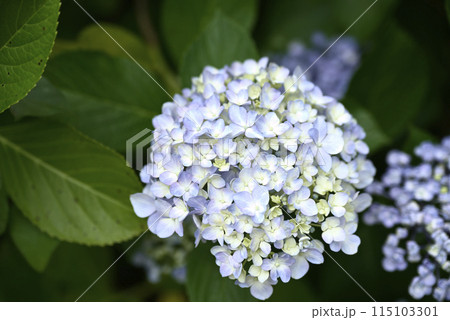 紫陽花が咲く頃の桂昌寺 115103301