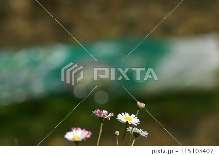 鳥取　四季の散歩　鯉のぼりが泳ぐ川　瀬戸川 115103407