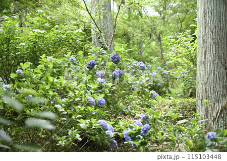 紫陽花が咲く頃の桂昌寺 115103448