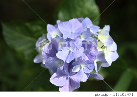 紫陽花が咲く頃の桂昌寺 紫陽花が咲く頃の桂昌寺 115103471