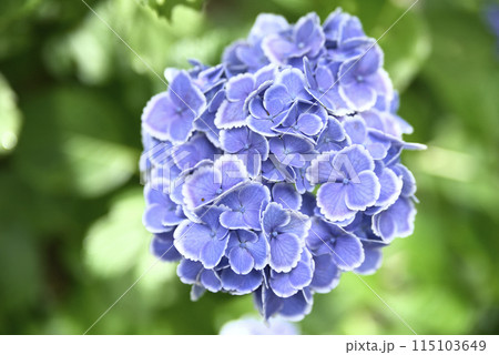 紫陽花が咲く頃の桂昌寺 紫陽花が咲く頃の桂昌寺 115103649