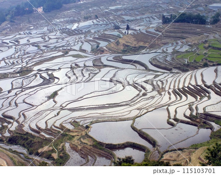 薄日を受けて水鏡のように輝く紅河ハ二族棚田 115103701