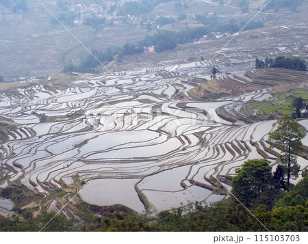 湾曲するラインも美しき世界一の棚田：紅河ハ二族棚田 115103703