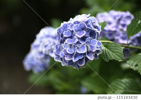 紫陽花が咲く頃の桂昌寺 115103830