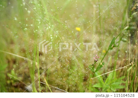 鳥取　四季の散歩　春　花   115104528