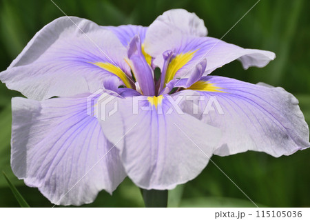 初夏、今が満開の花菖蒲 115105036