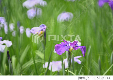初夏、今が満開の花菖蒲 初夏、今が満開の花菖蒲 115105043