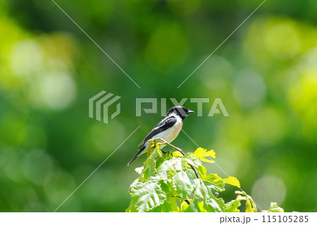 新緑バックにお立ち台でポーズするノビタキ 115105285