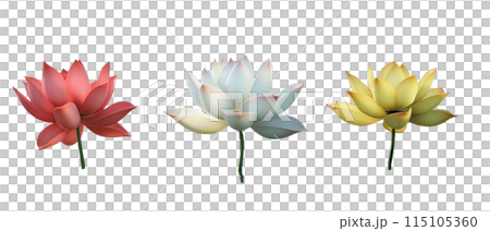 白バックのいろいろな色の睡蓮の花 白バックのいろいろな色の睡蓮の花 115105360